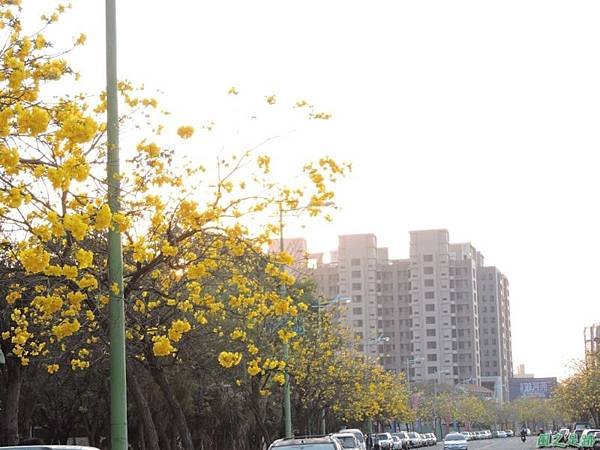 黃花風鈴木(台中太順路)20150307(23)