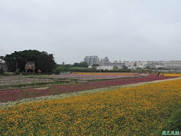 平鎮花彩節20151221(2)