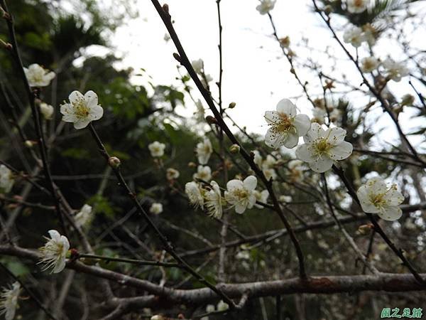 登山景致20170107(2)