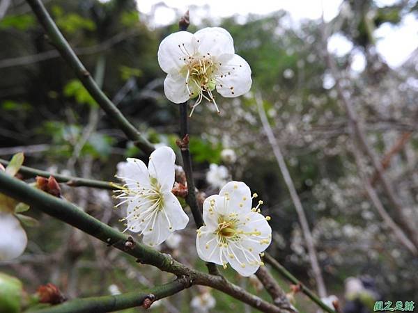 登山景致20170107(3)