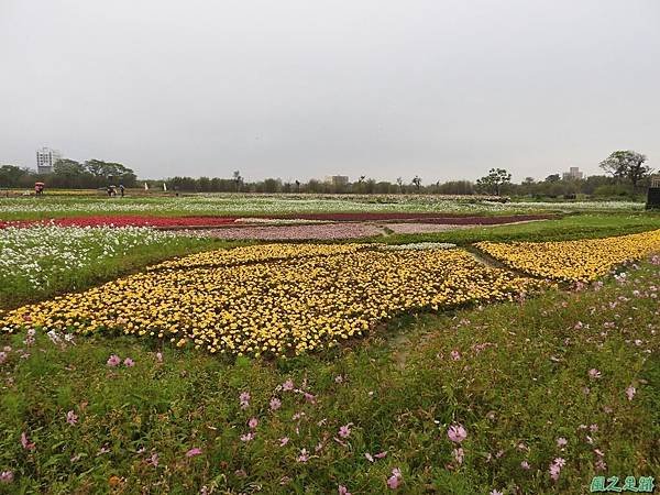 桃園彩色海芋節20170411(11)