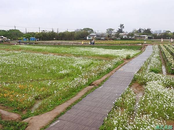 桃園彩色海芋節20170411(34)