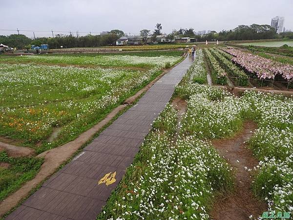 桃園彩色海芋節20170411(35)