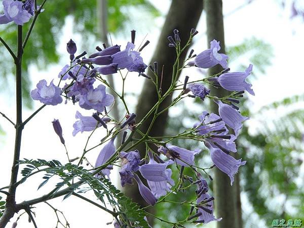 20170429藍花楹(16)