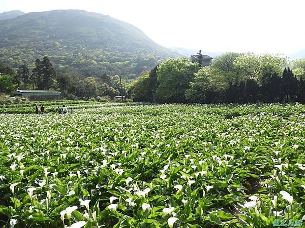 陽明山海芋20180324(15)