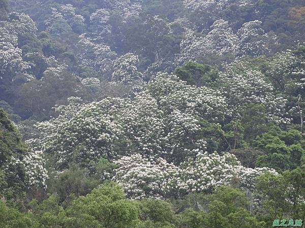 2018桃園桐花季20180429(11).JPG