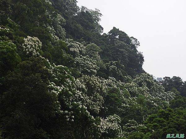 2018桃園桐花季20180429(24).JPG