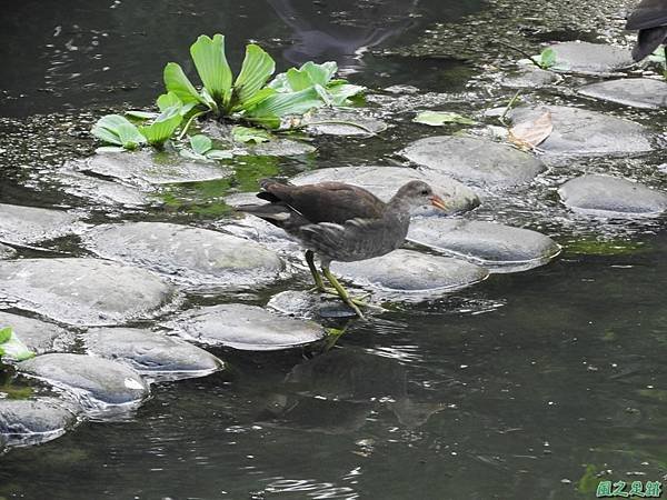 紅冠水雞20180630(2)