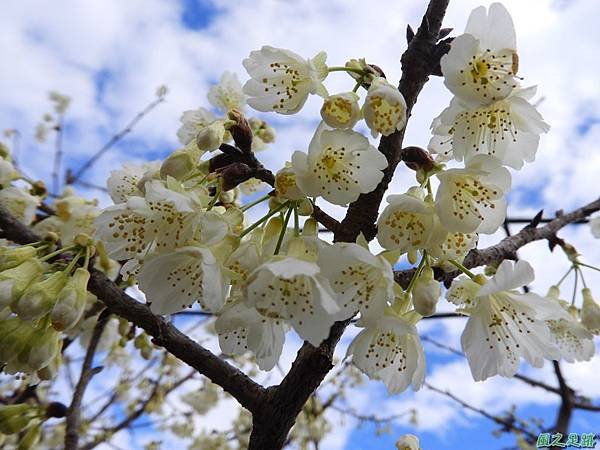 巴陵山櫻花20190127(4)