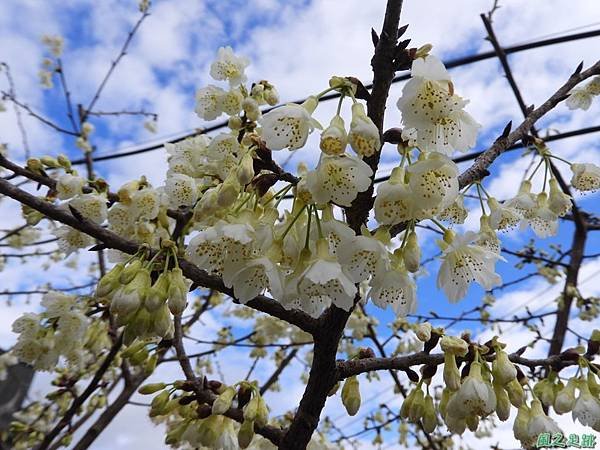 巴陵山櫻花20190127(3)