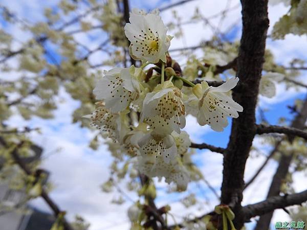 巴陵山櫻花20190127(5)