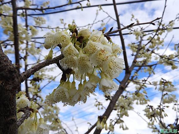 巴陵山櫻花20190127(6)