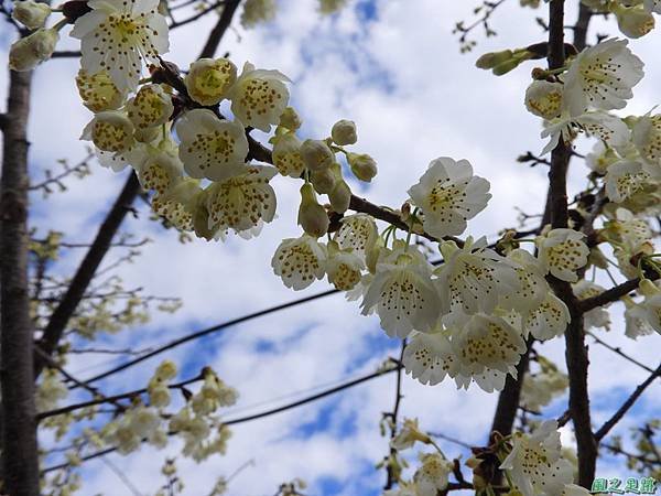 巴陵山櫻花20190127(9)