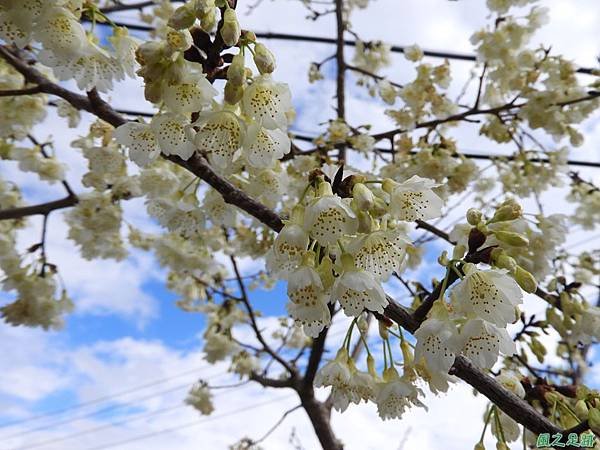 巴陵山櫻花20190127(8)