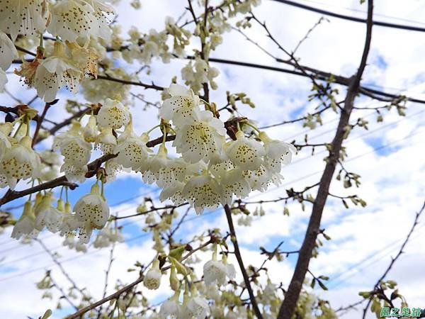 巴陵山櫻花20190127(13)