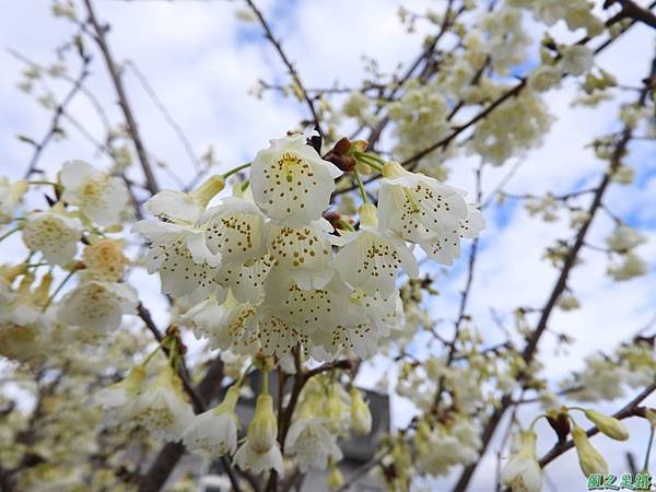 巴陵山櫻花20190127(16)