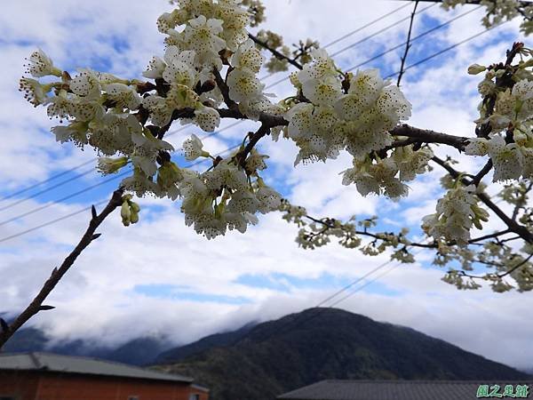 巴陵山櫻花20190127(17)