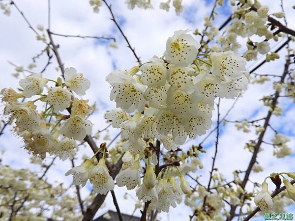 巴陵山櫻花20190127(15)