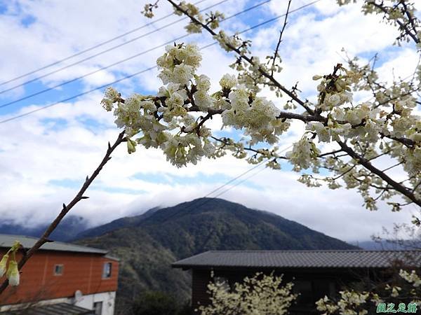 巴陵山櫻花20190127(20)