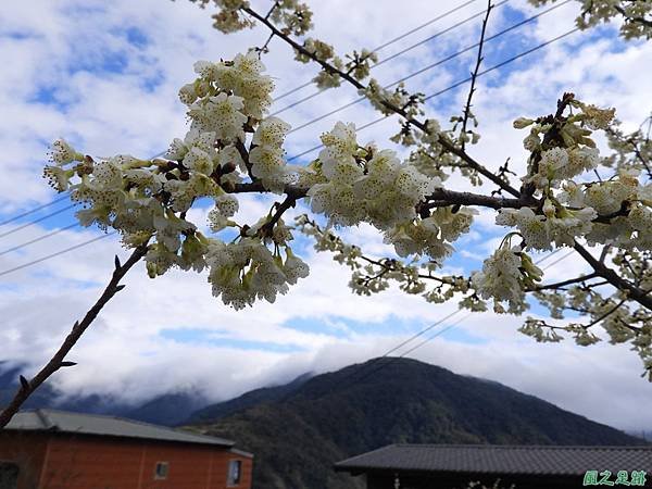 巴陵山櫻花20190127(18)