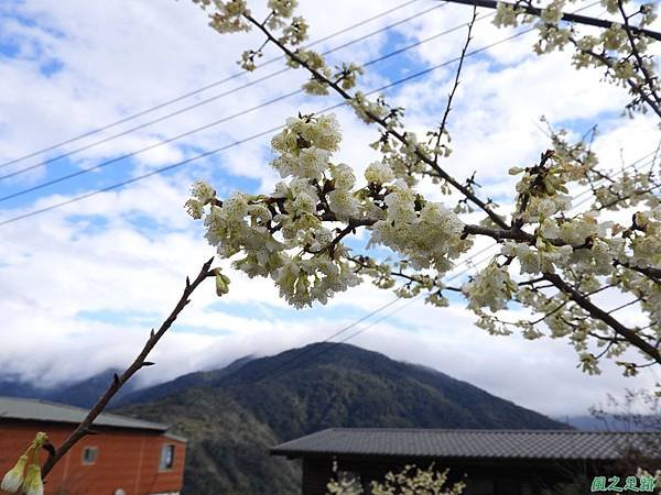 巴陵山櫻花20190127(21)