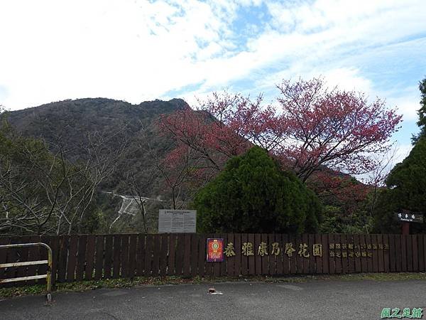 巴陵山櫻花20190127(26)