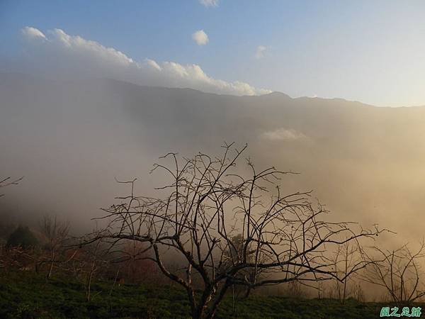 水蜜桃花20190205(48)