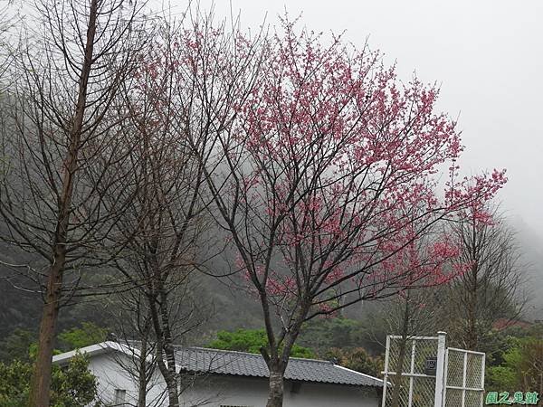尖石賞櫻20190301(57)