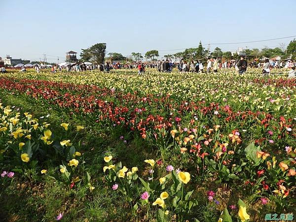 第三桃園彩色海芋季20190405(30).JPG