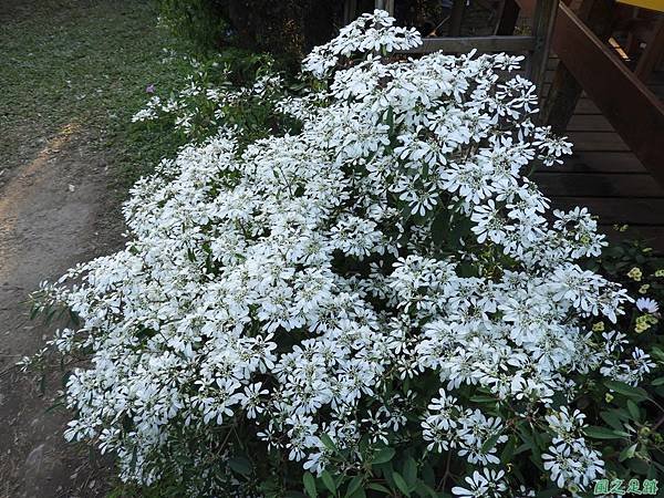 第三桃園彩色海芋季20190405(66).JPG