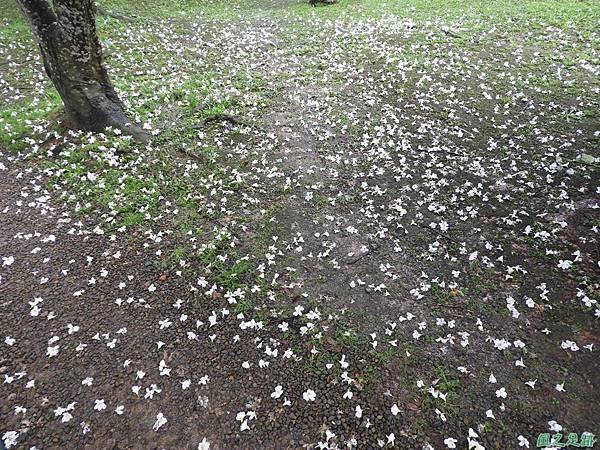 客家文化館桐花20190421(9)