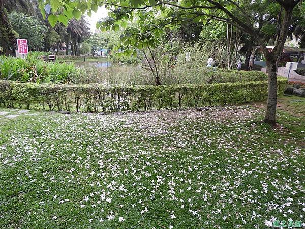 客家文化館桐花20190421(18)