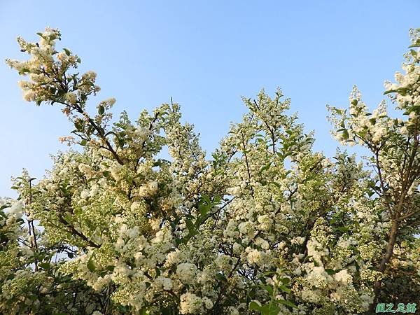 灰木20190428(14).JPG