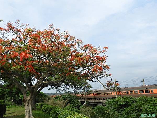 造橋鳳凰花20190617(16).JPG