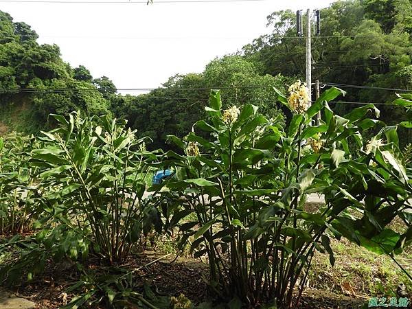黃色野薑花20190815(17).JPG