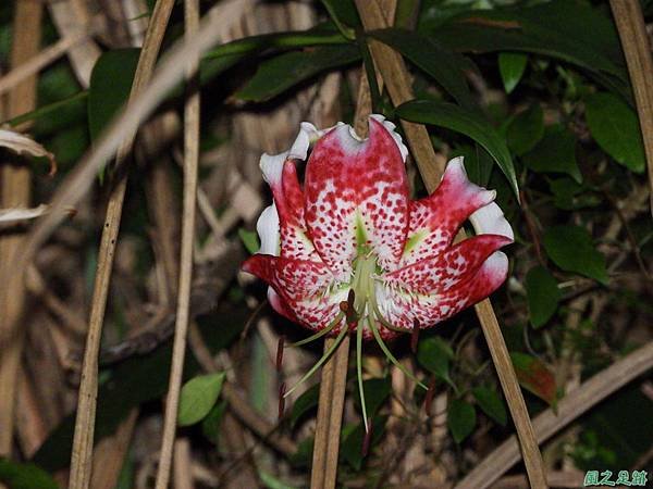 艷紅鹿子百合20190824(4).JPG