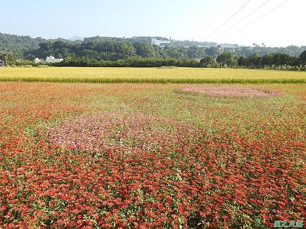 花彩節大溪場20191117(10).JPG