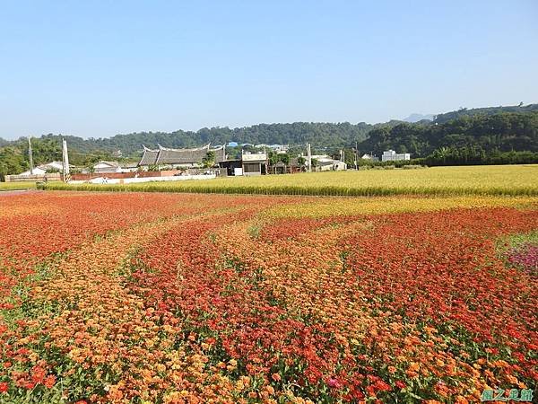 花彩節大溪場20191117(11).JPG