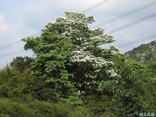 龍潭桐花山色20200503(4).JPG