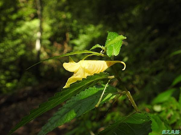 黃花鳳仙花20200613 (20).JPG