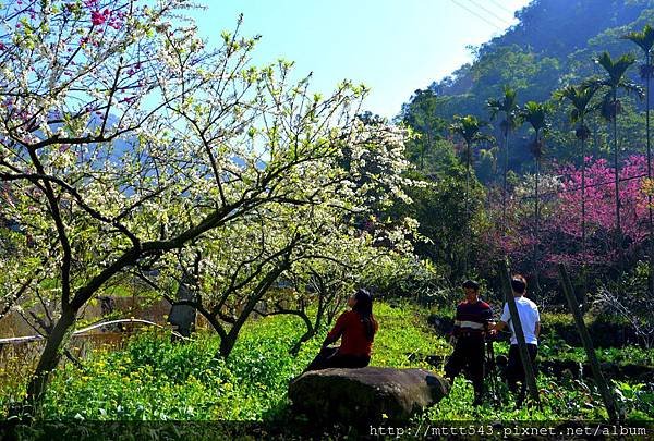 暢遊花叢間 (1).jpg