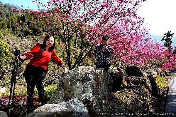 櫻花盛開時的美景 (1).jpg