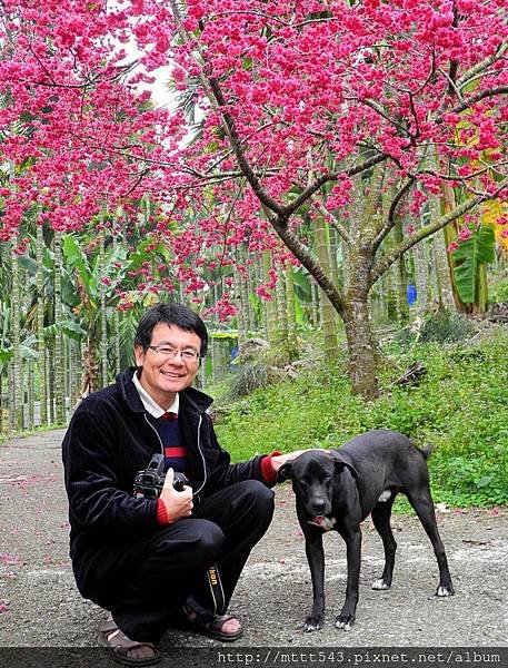 染成一片粉紅花海 (1).jpg