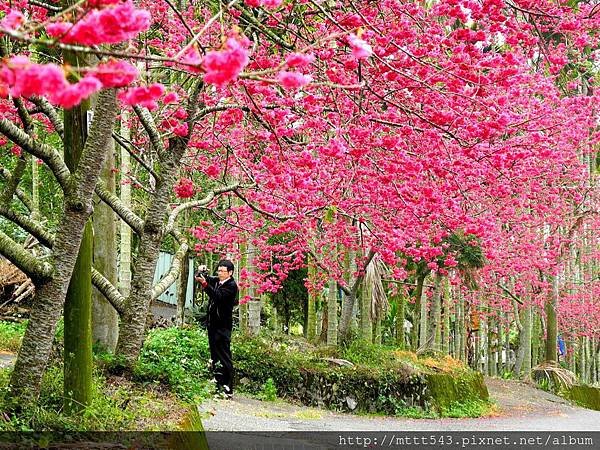 染成一片粉紅花海 (4).jpg