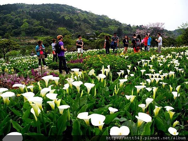 竹子湖。海芋 (1).jpg