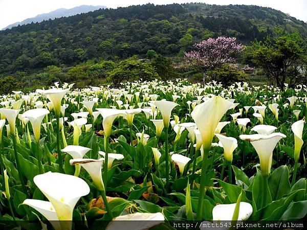 竹子湖。海芋 (2).jpg