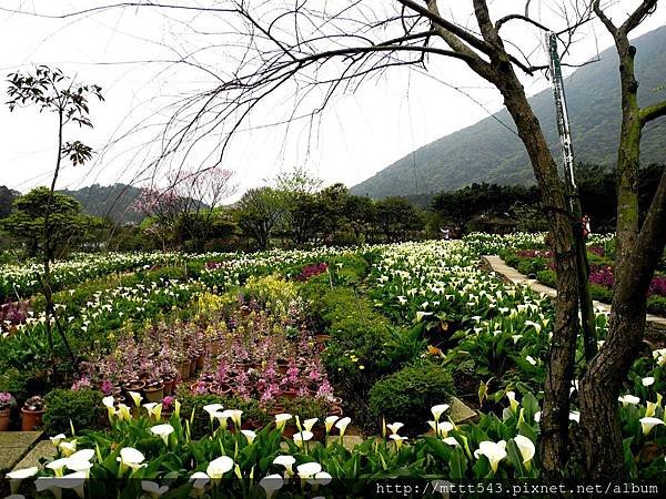 竹子湖。海芋 (7).jpg