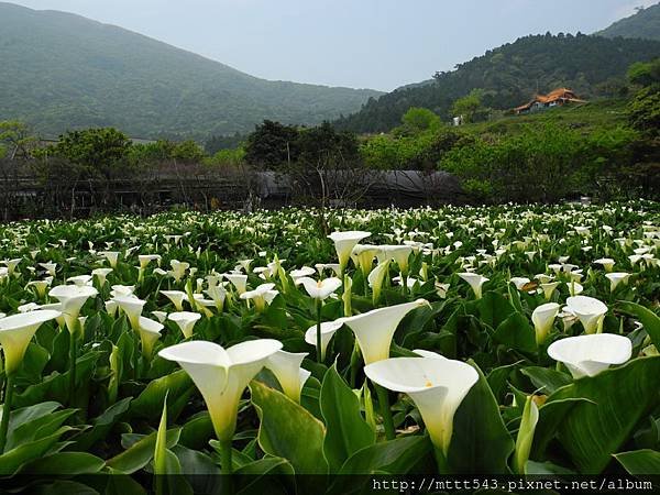 竹子湖。海芋 (13).jpg