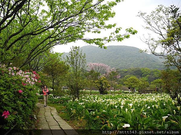 竹子湖。海芋 (21).JPG