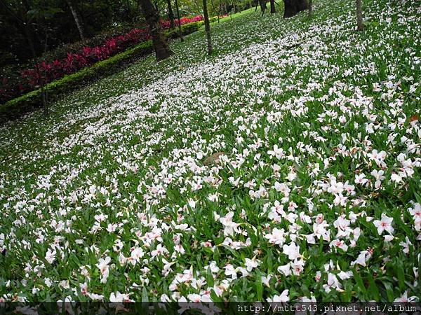 油桐花 (22).JPG